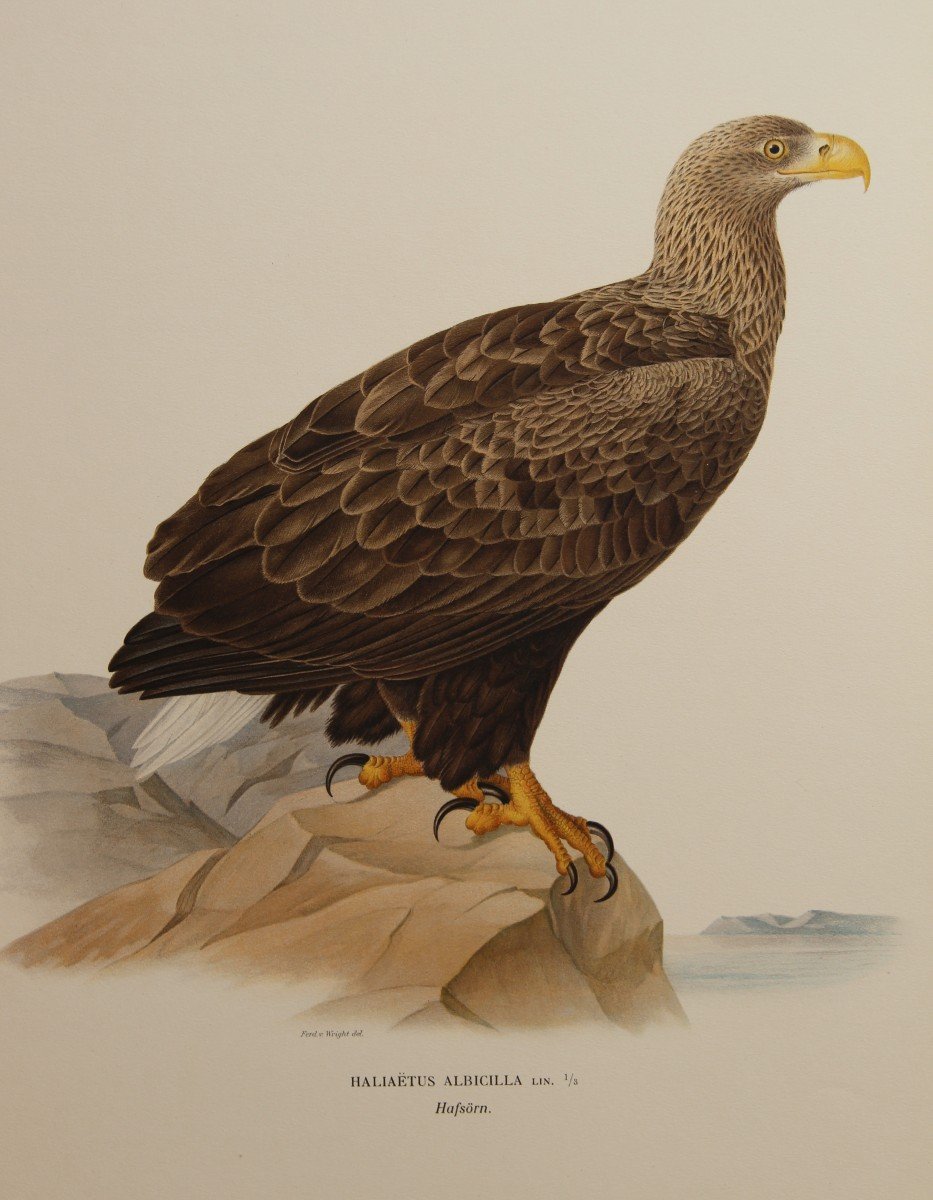 2 Eagle Color Lithographs-photo-3