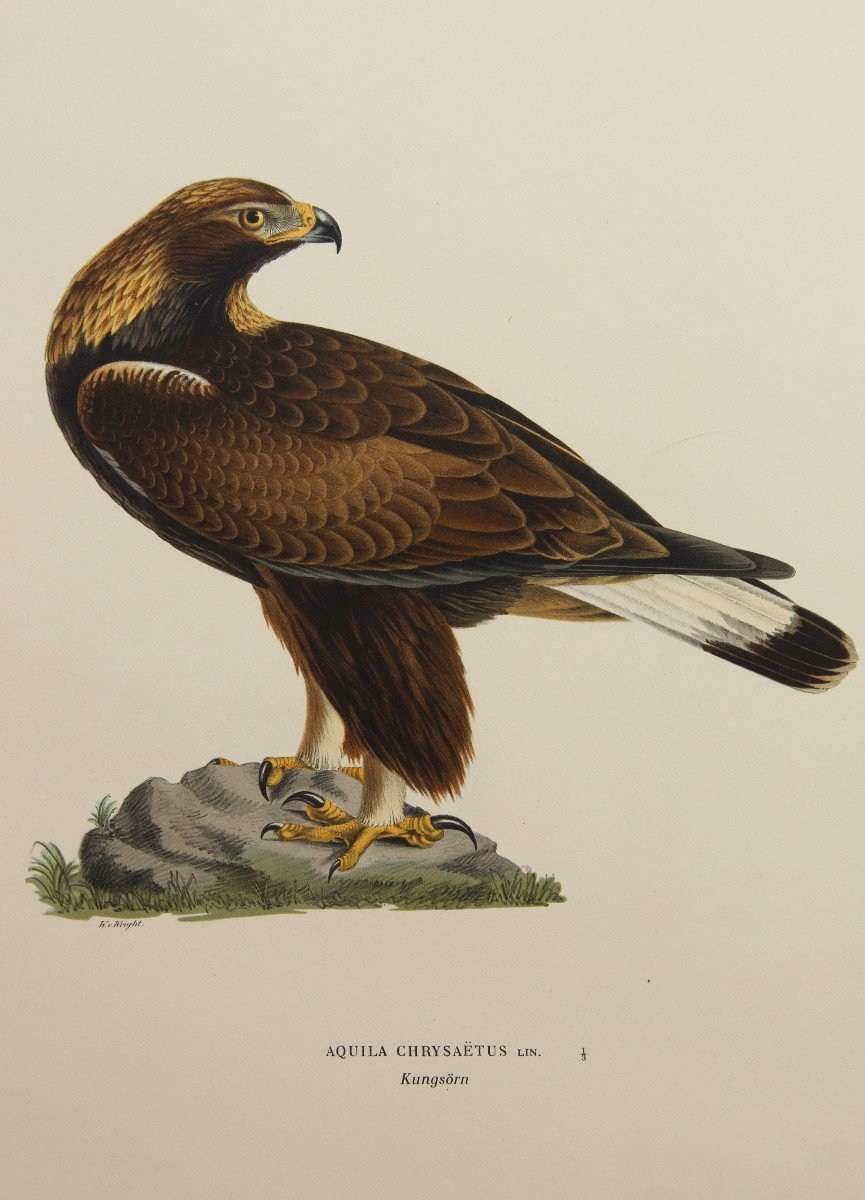 2 Eagle Color Lithographs-photo-1