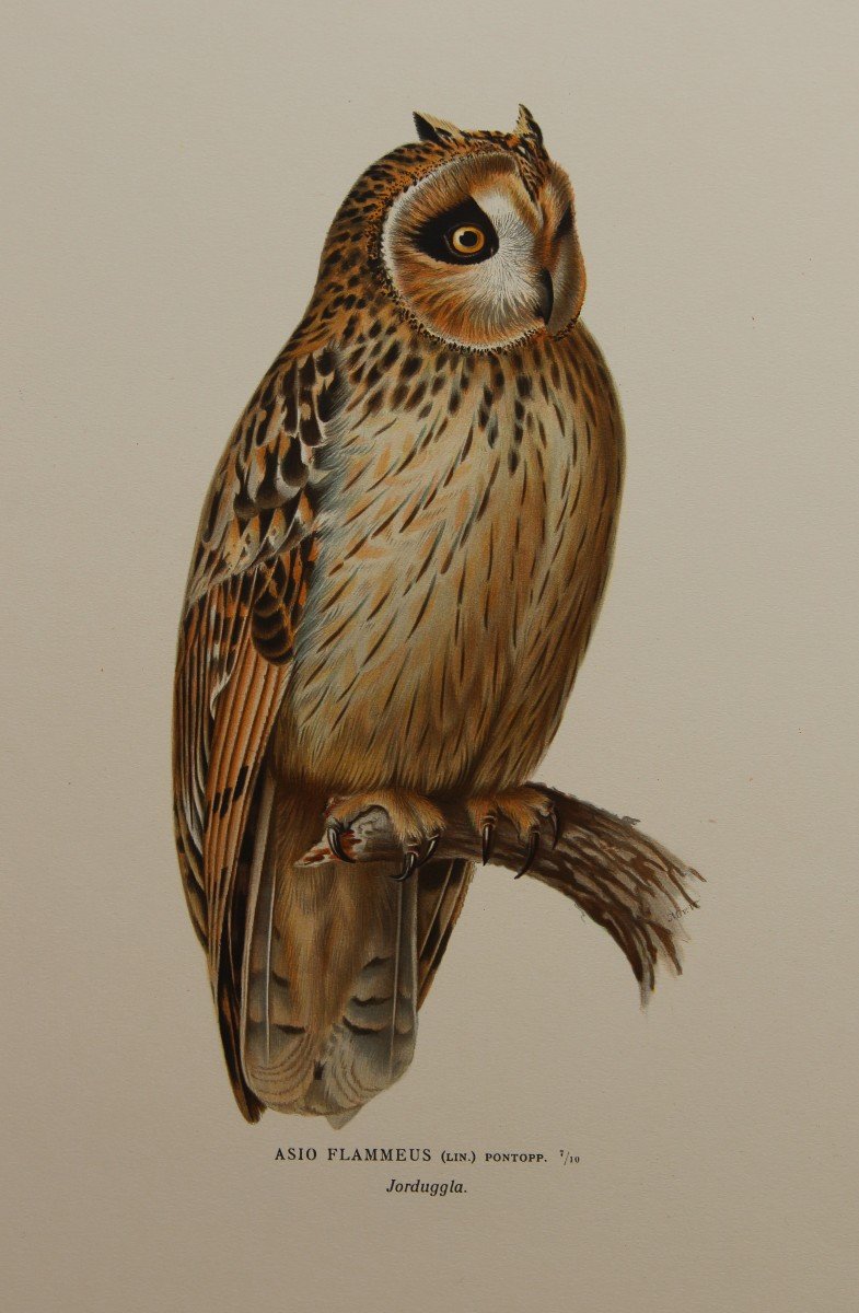4 Color Lithographs Of Owls-photo-3