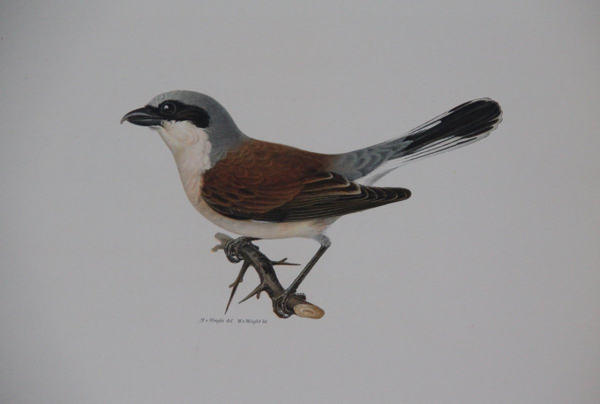 4 LITHOGRAPHIES en Couleurs OISEAUX-photo-4