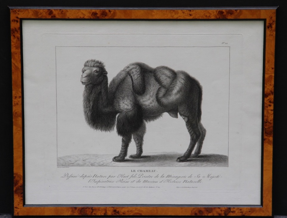 "the Camel" By Nicolas Huet (1770–1830)-photo-2