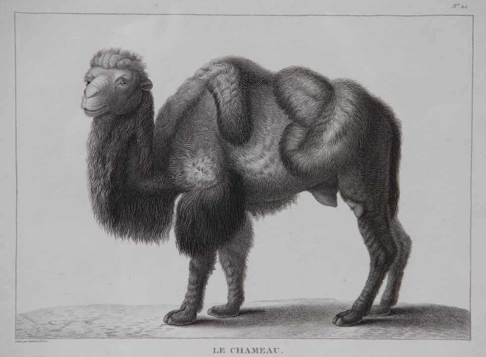"the Camel" By Nicolas Huet (1770–1830)-photo-3