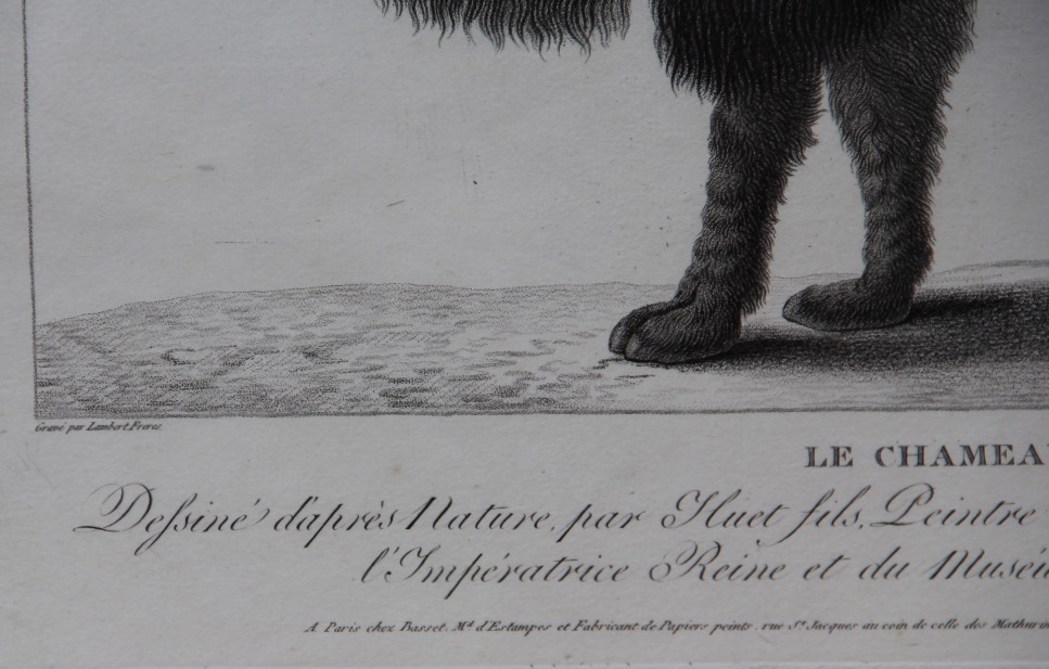 "the Camel" By Nicolas Huet (1770–1830)-photo-4