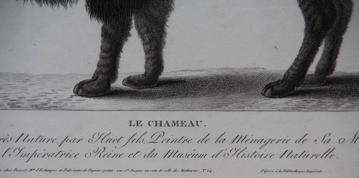 "the Camel" By Nicolas Huet (1770–1830)-photo-1