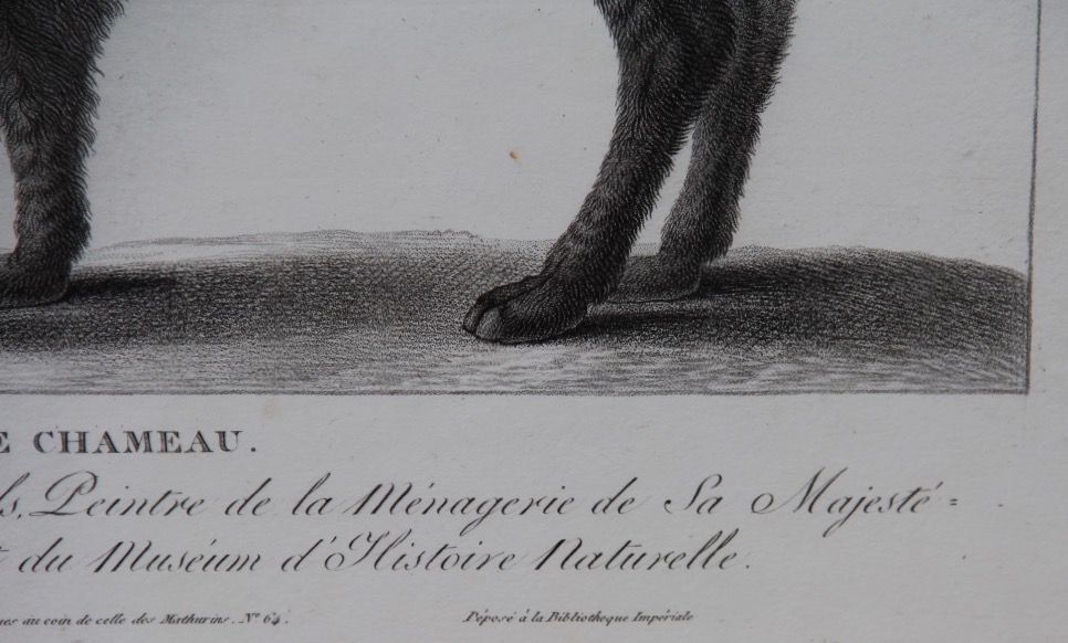 "the Camel" By Nicolas Huet (1770–1830)-photo-2