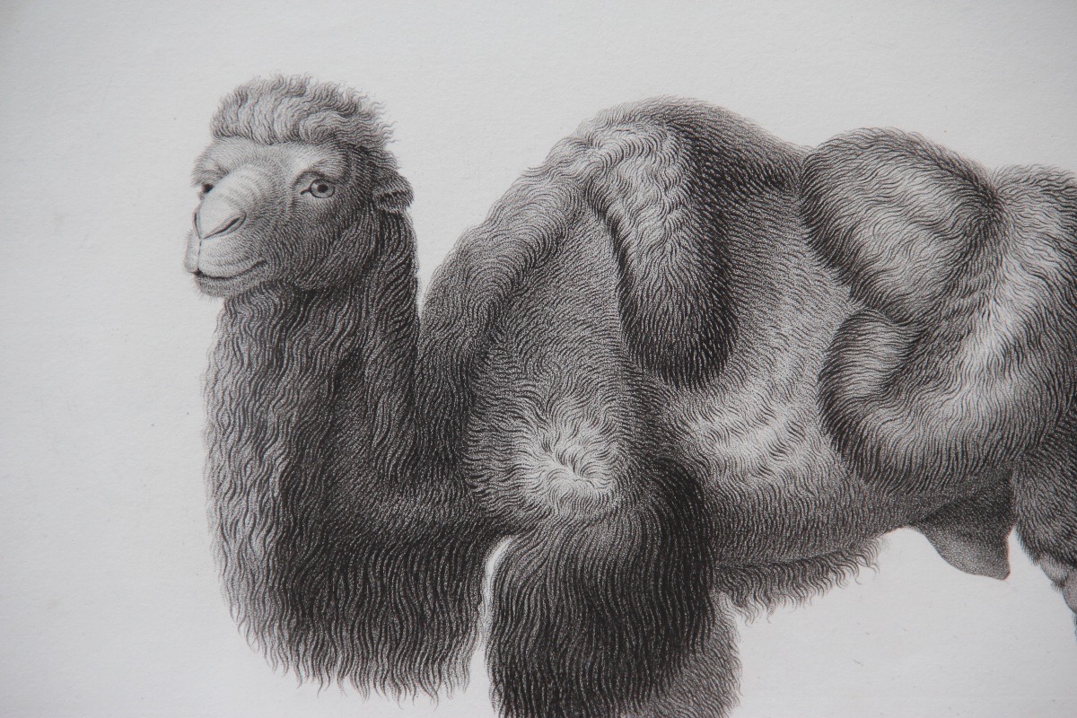 "the Camel" By Nicolas Huet (1770–1830)