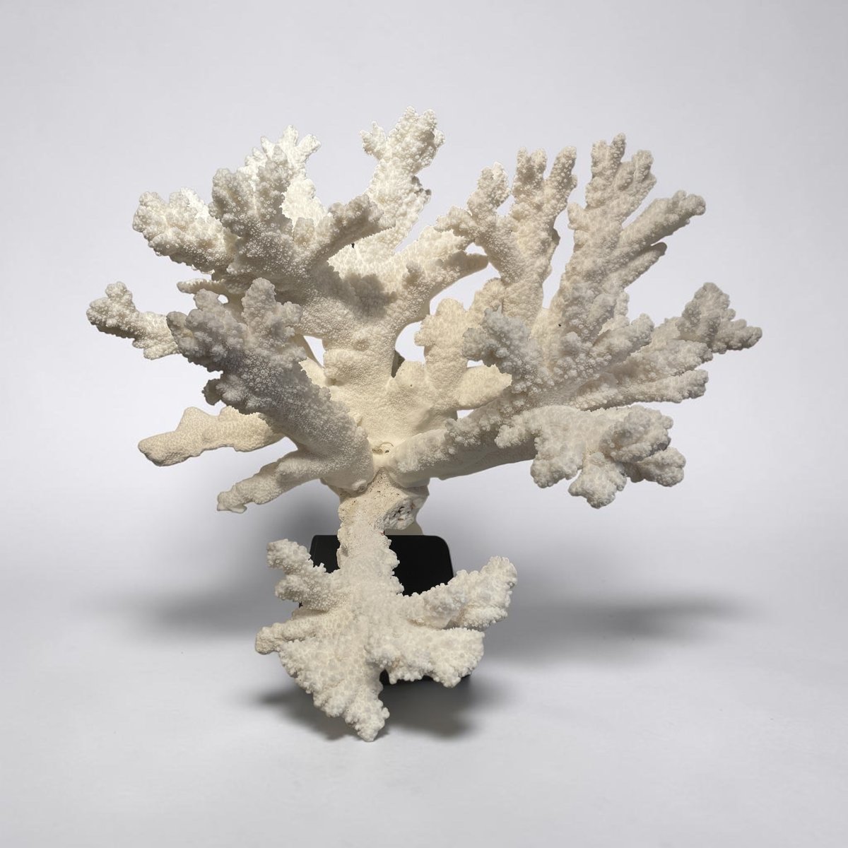 Large Specimen Of Acropora Florida Coral