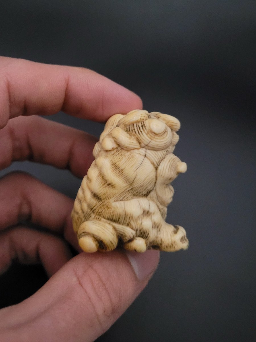 Netsuke - Impposing Shishi Au Tama - Ivory - Japan - Early 20th Century-photo-2