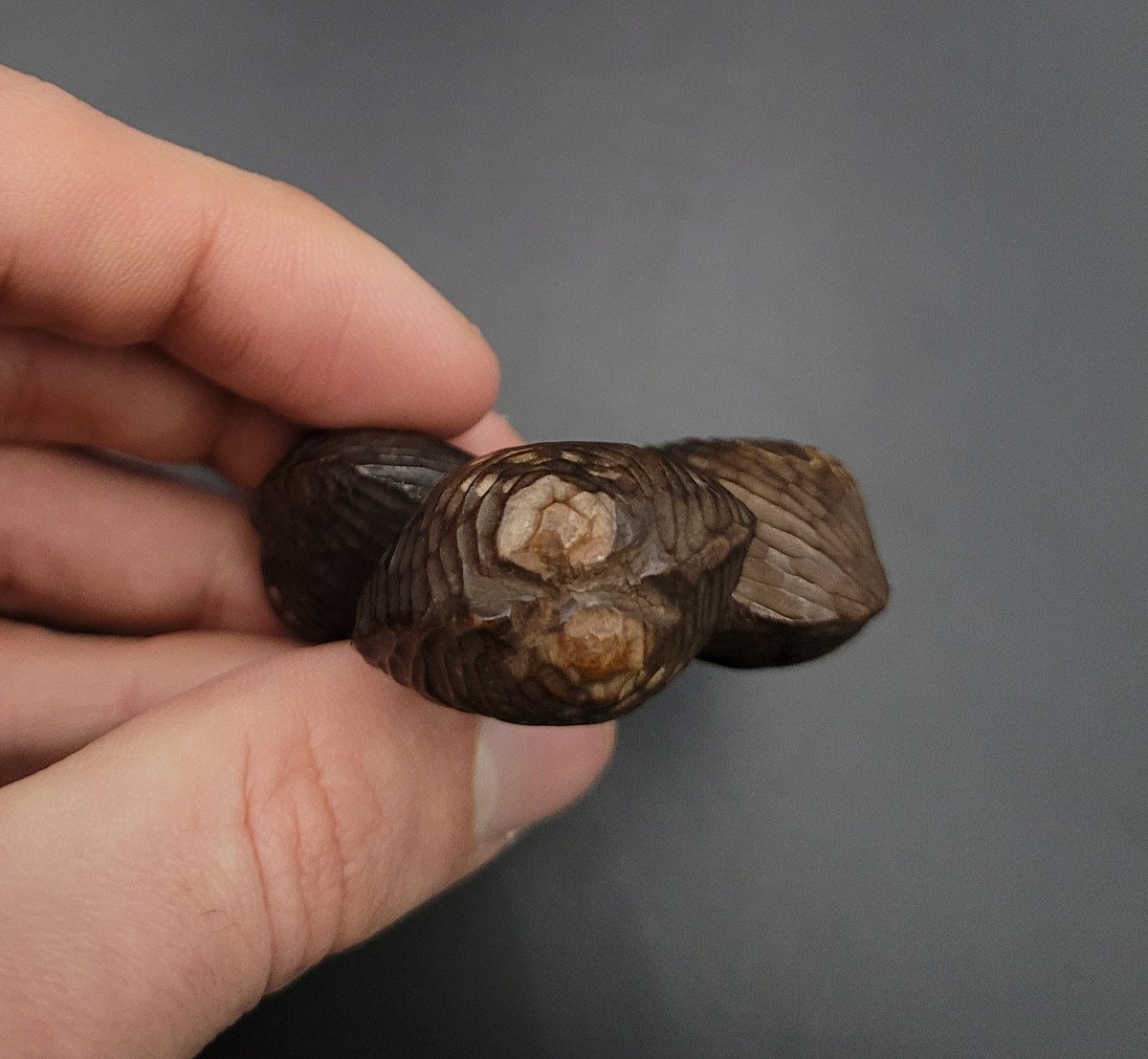 Netsuke - Three Clams Joined Together - Wood - Japan - 19th Century-photo-3