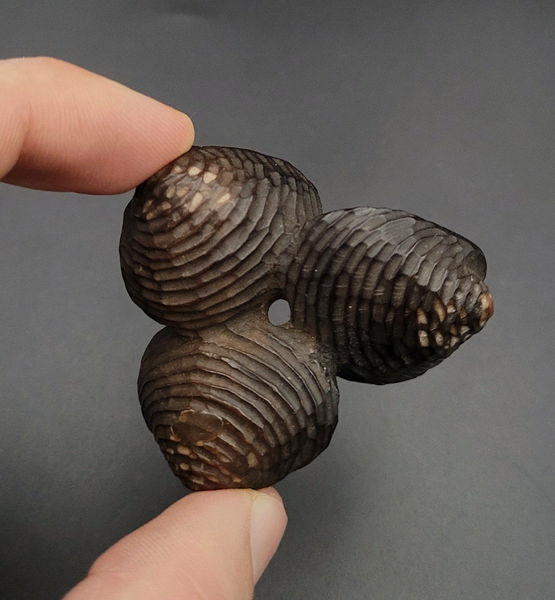 Netsuke - Three Clams Joined Together - Wood - Japan - 19th Century