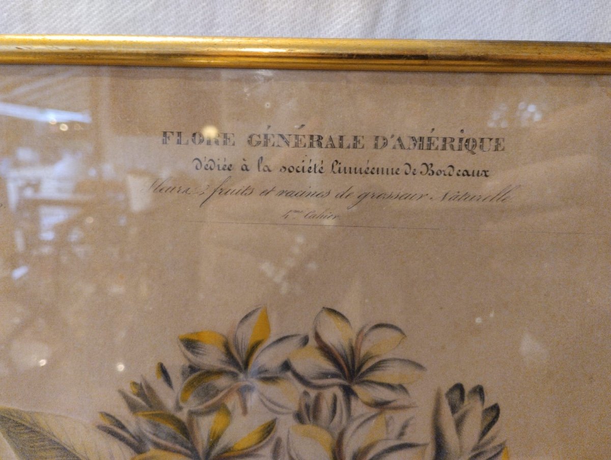 Flore d'Amérique - Etienne Denisse- Lithographie - v. 1830.-photo-3