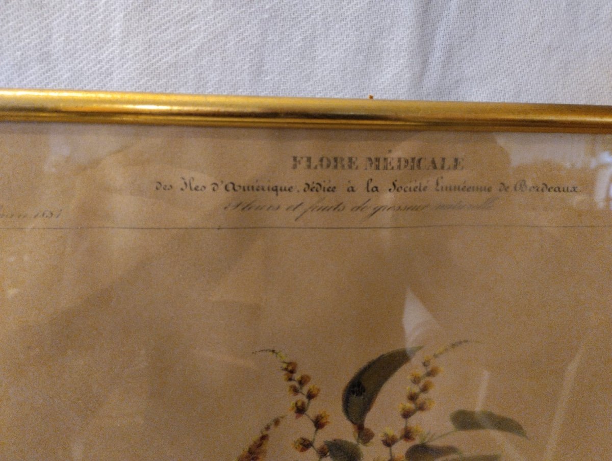 Flore d'Amérique - Etienne Denisse- Lithographie - v. 1830.-photo-2