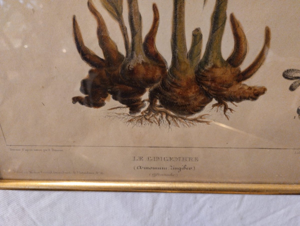 Flore d'Amérique - Etienne Denisse- Lithographie - v. 1830.-photo-6