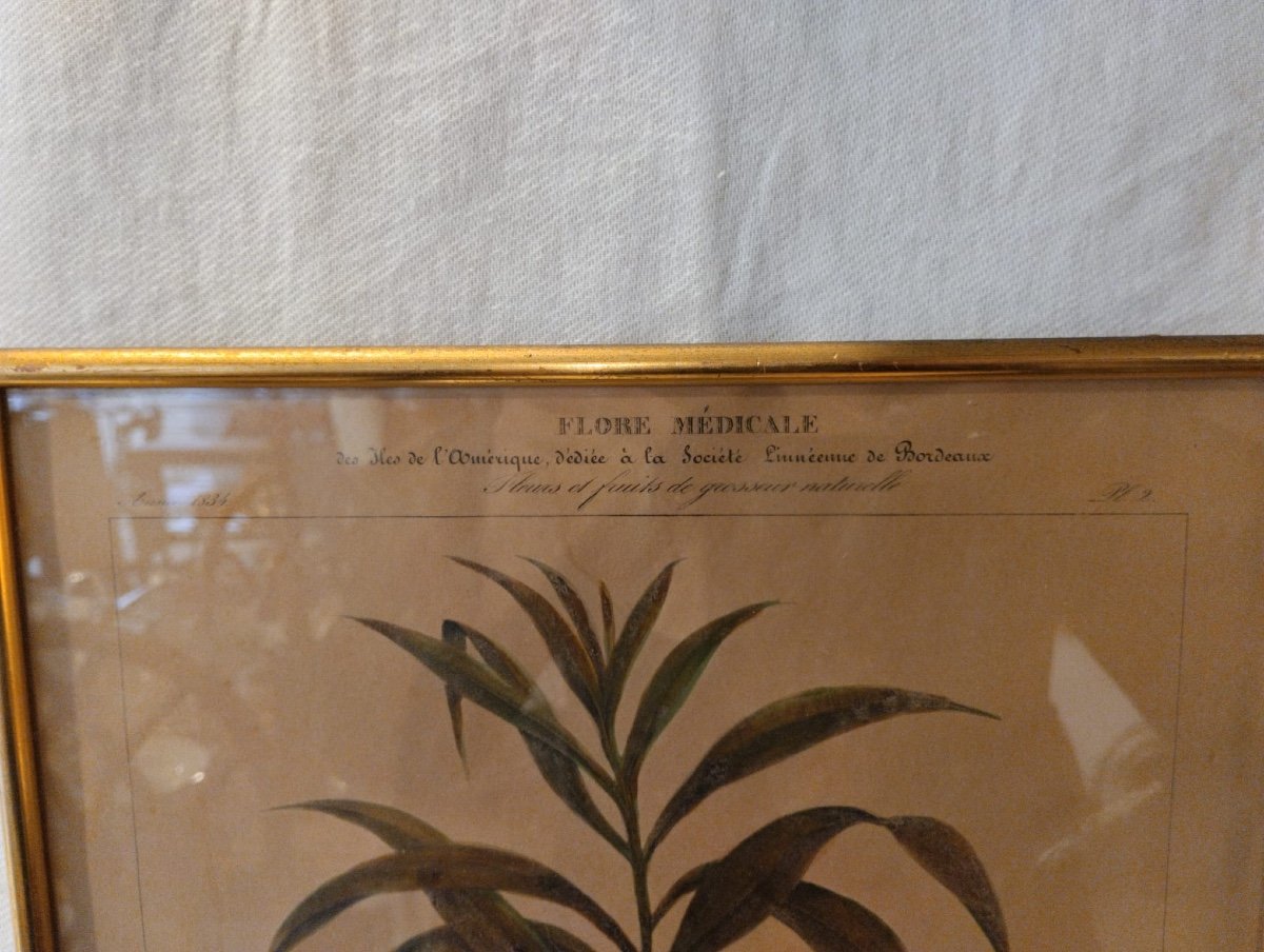 Flore d'Amérique - Etienne Denisse- Lithographie - v. 1830.-photo-7