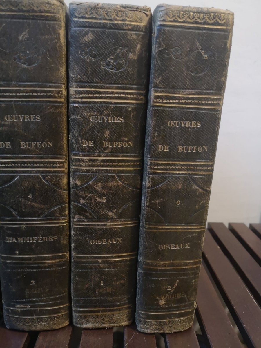 Complete Works Of Buffon- Edition H. Fournier Et Cie- 1840.-photo-2