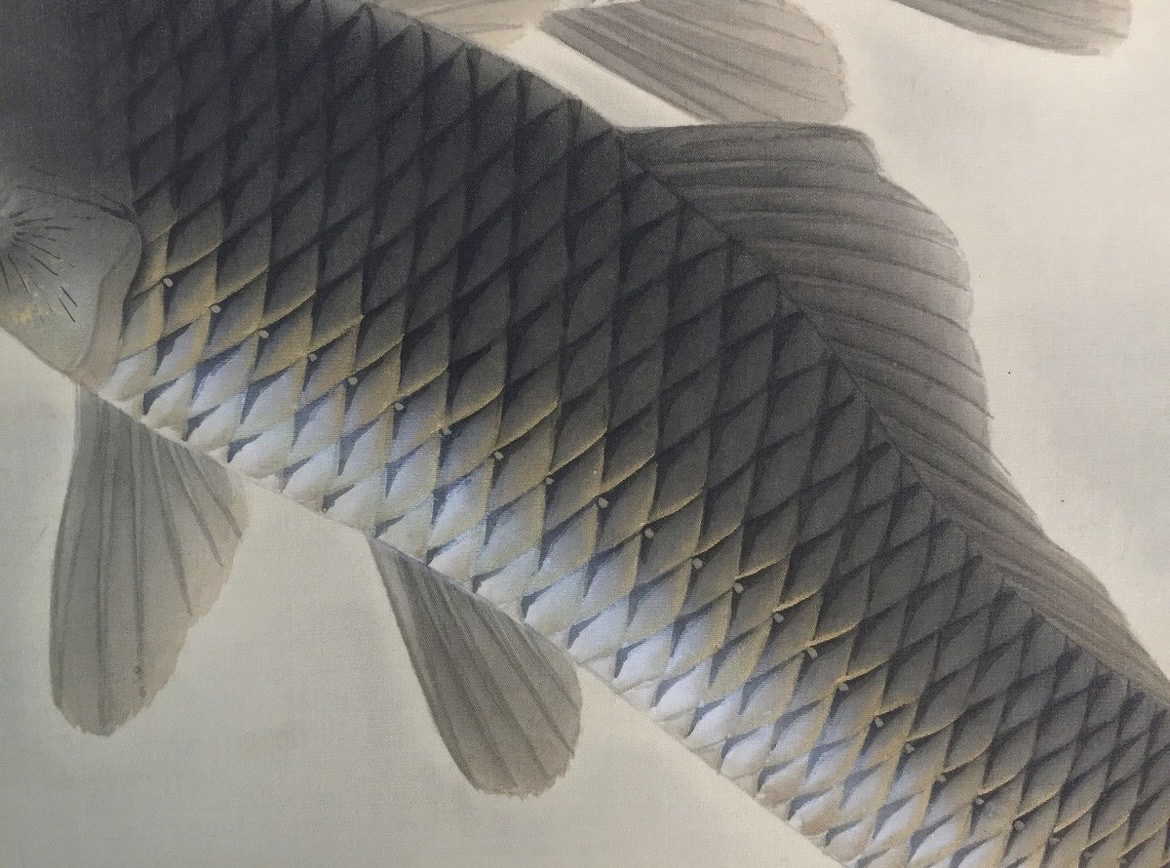 Peinture japonaise carpes koi sur kakemono - Japon-photo-1