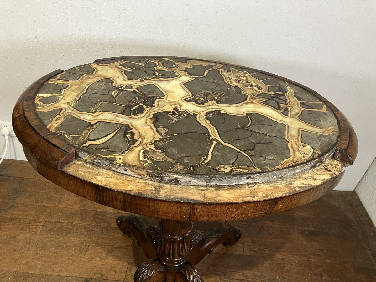 Rare Gueridon dessus Turtle stone marble ou marble à nodule septaria William IV anglais 19eme-photo-5