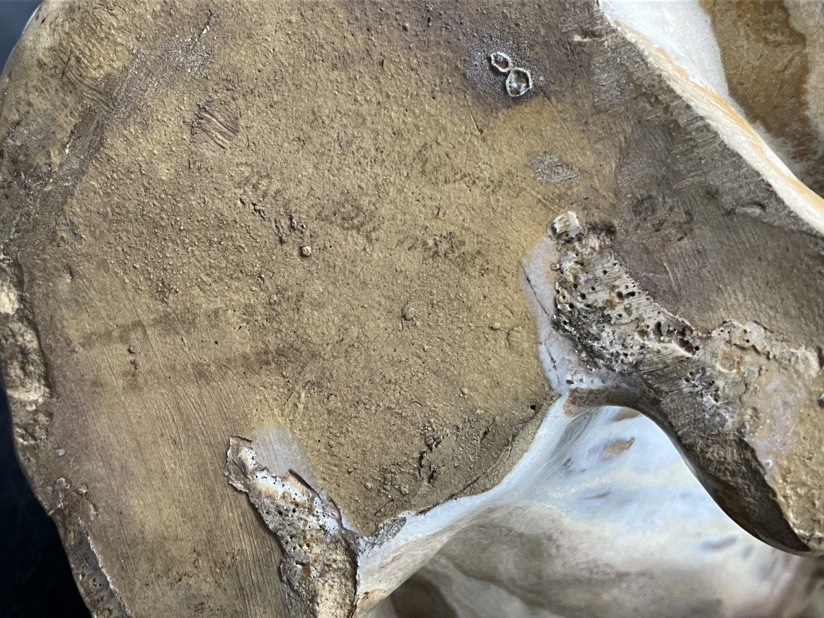 Charles Virion Chat céramique Rambervillers-photo-7