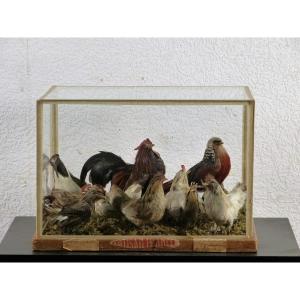 Diorama Basse Cour Volaille Miniature Plume Concours Lépine 1927 cabinet curiosité