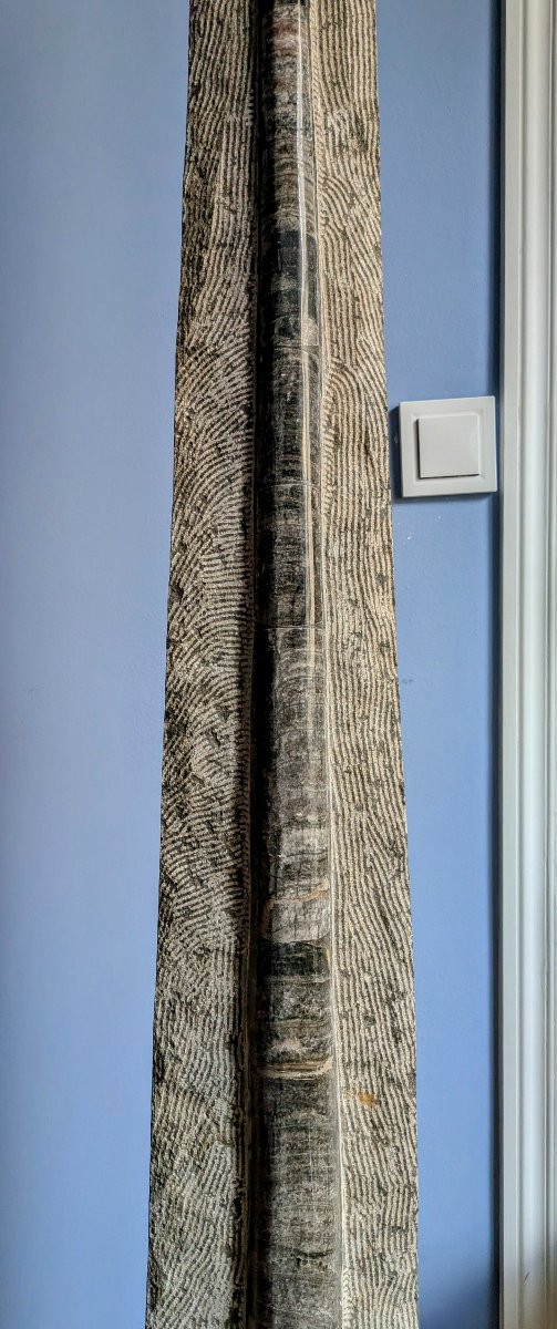 Important fossile (156 cm) - Orthoceras, 250M années- gisement de Tazzarine, Maroc - Naturalia -photo-4