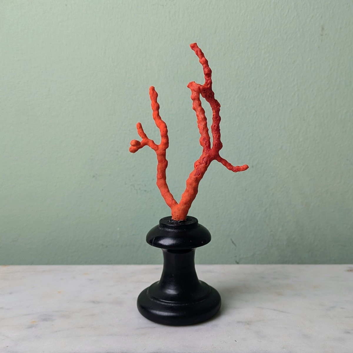 Kunstkammer, Wunderkammer, curiosa, naturalia - branche de corail de Méditerranée soclée-photo-2