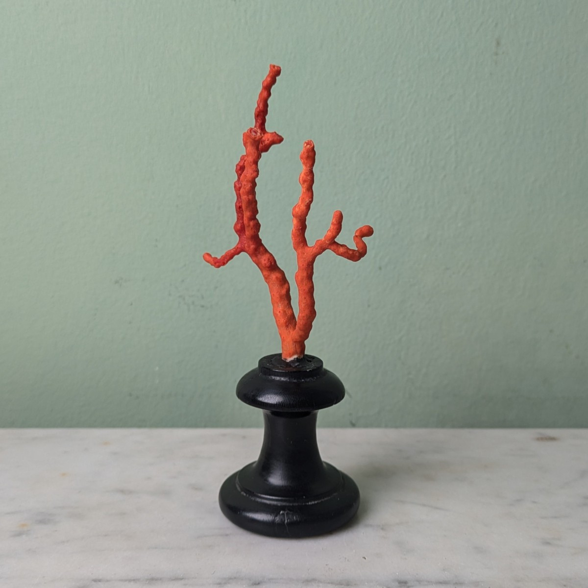 Kunstkammer, Wunderkammer, curiosa, naturalia - branche de corail de Méditerranée soclée-photo-3