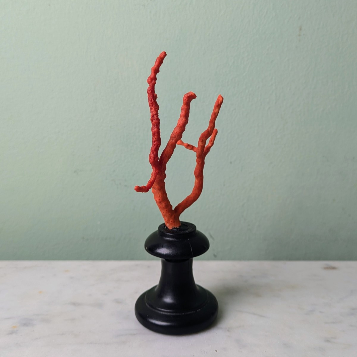 Kunstkammer, Wunderkammer, curiosa, naturalia - branche de corail de Méditerranée soclée-photo-4