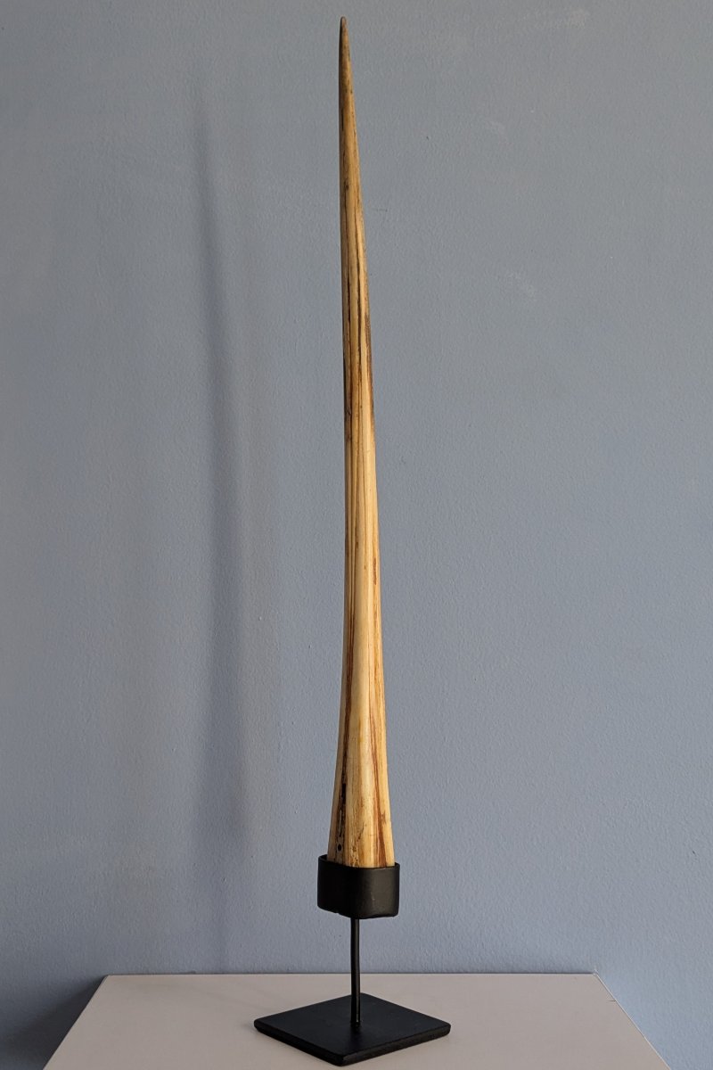 Kunstkammer, Wunderkammer, curiosa, naturalia - petit rostre de marlin soclé-photo-2