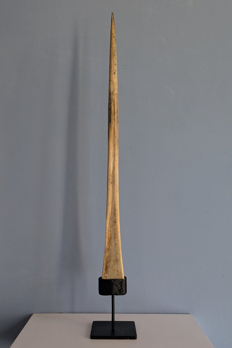 Kunstkammer, Wunderkammer, curiosa, naturalia - petit rostre de marlin soclé-photo-3