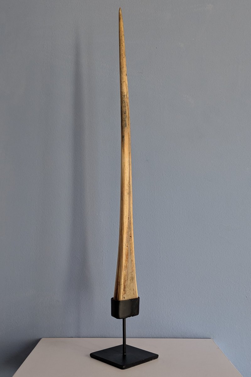 Kunstkammer, Wunderkammer, curiosa, naturalia - petit rostre de marlin soclé-photo-4