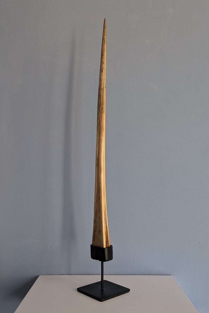 Kunstkammer, Wunderkammer, curiosa, naturalia - petit rostre de marlin soclé-photo-1