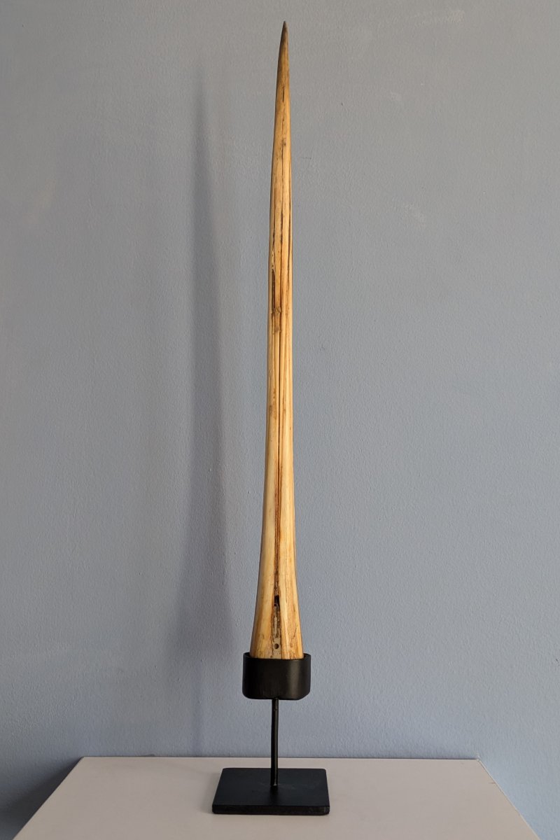 Kunstkammer, Wunderkammer, curiosa, naturalia - petit rostre de marlin soclé