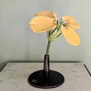 Modèle botanique d'une fleur de Colza (brassica napus)