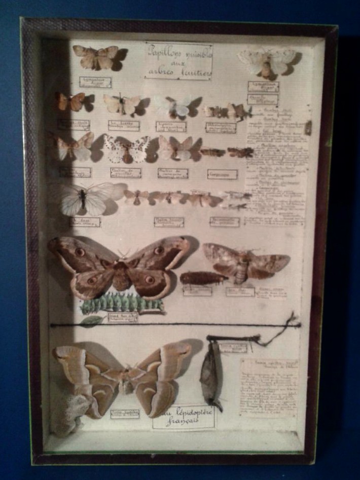 Boite d'entomologiste, papillons nuisibles, Maison Deyrolle, Vers 1950