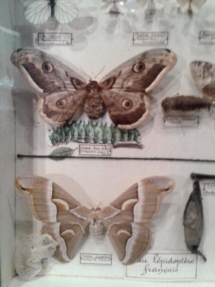 Boite d'entomologiste, papillons nuisibles, Maison Deyrolle, Vers 1950-photo-3