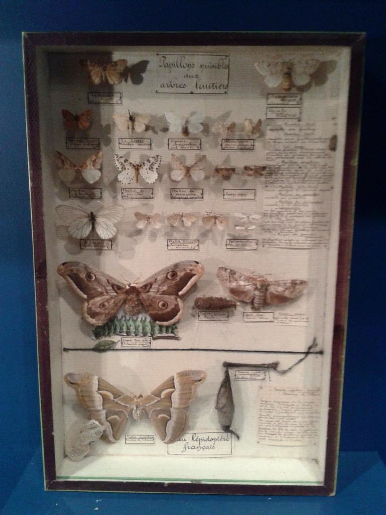 Boite d'entomologiste, papillons nuisibles, Maison Deyrolle, Vers 1950-photo-4