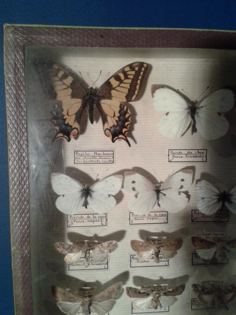 Boite d'entomologiste, papillons nuisibles, Maison Deyrolle, Vers 1950-photo-2