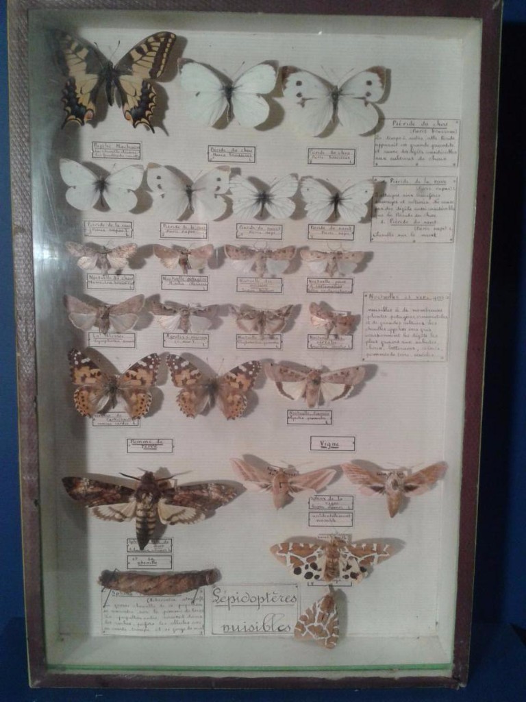 Boite d'entomologiste, papillons nuisibles, Maison Deyrolle, Vers 1950-photo-3