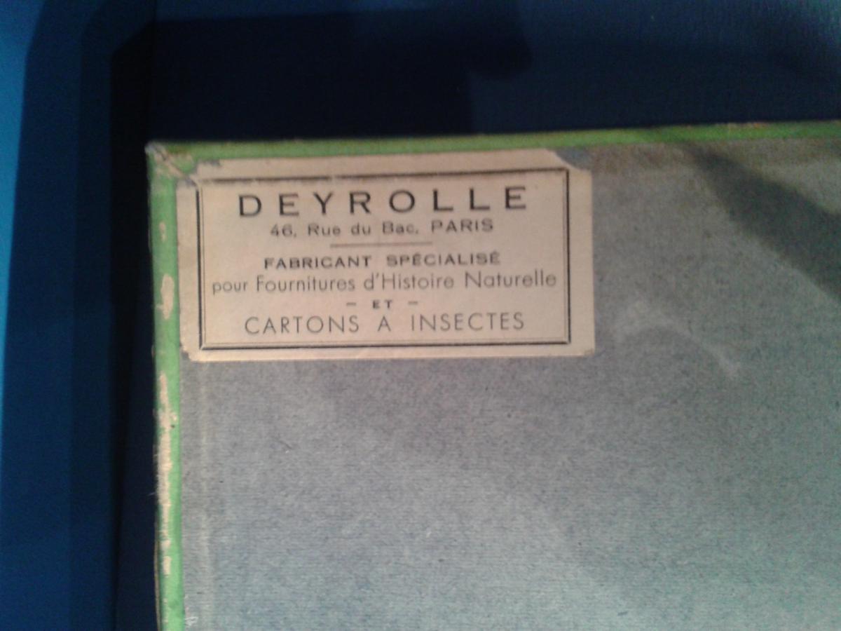 Boite d'entomologiste, papillons nuisibles, Maison Deyrolle, Vers 1950-photo-4