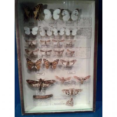 Entomologist Box, Butterflies, Maison Deyrolle, Circa 1950