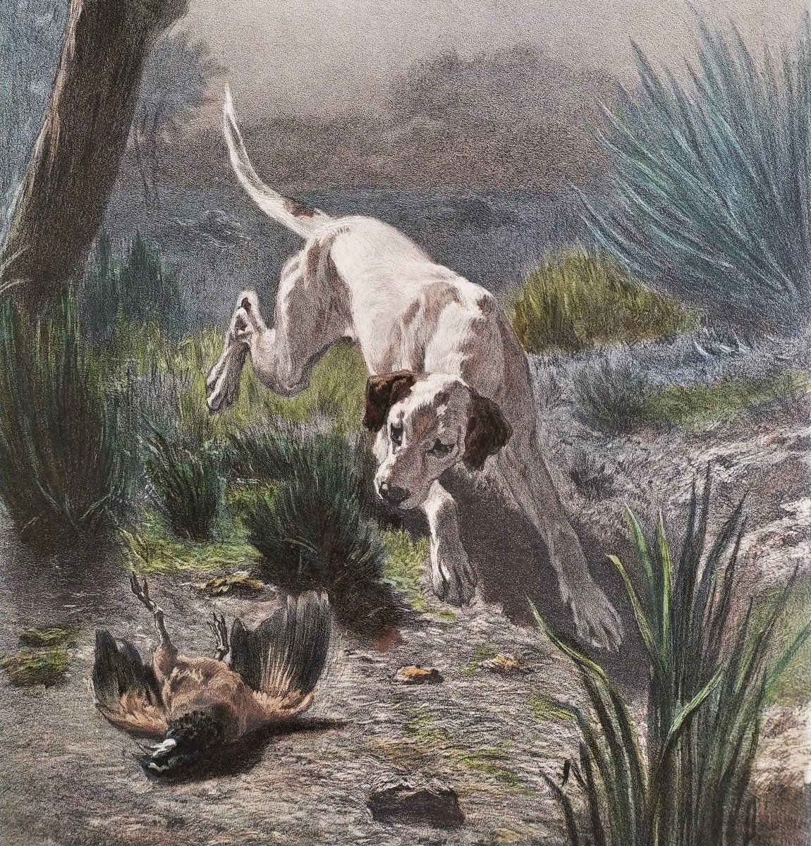 Hunting Dog Watercolored Lithograph-photo-4
