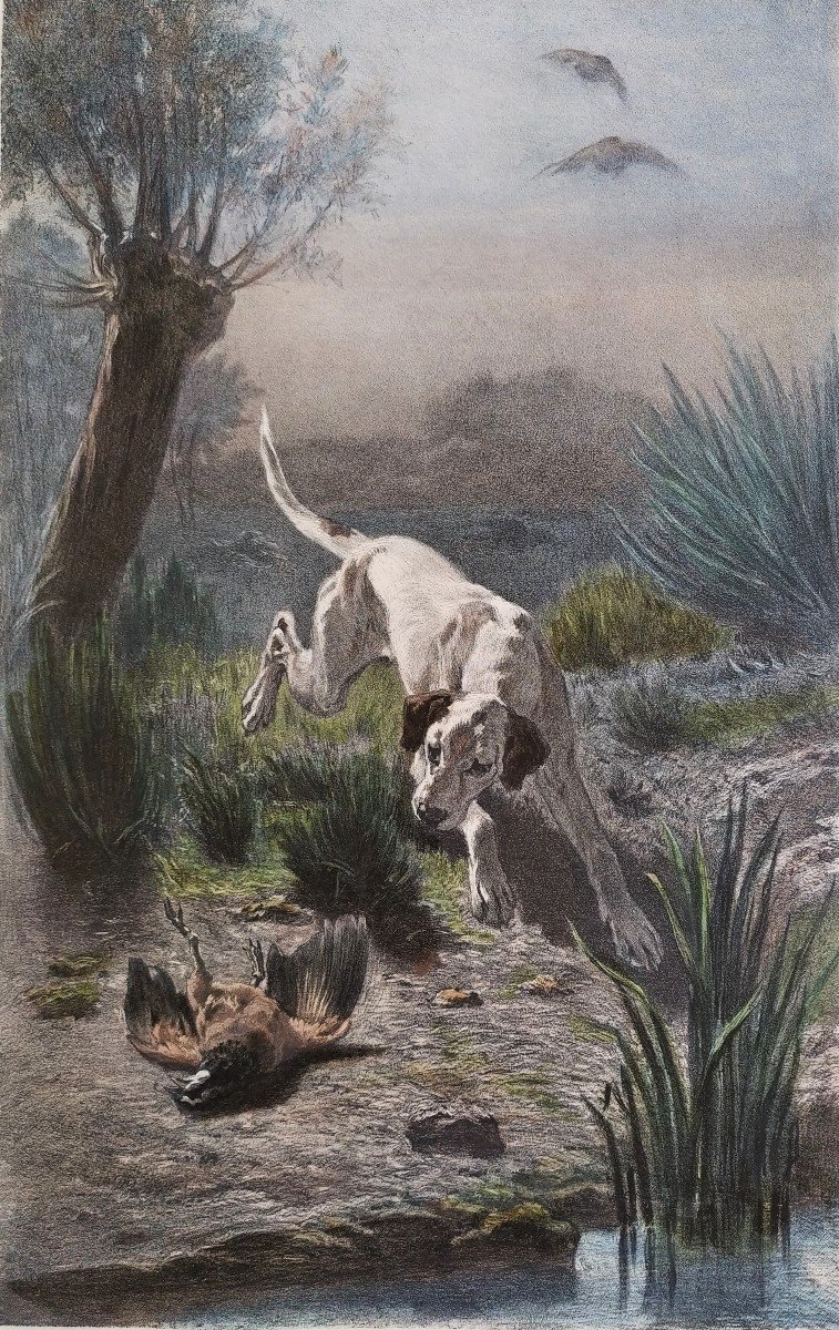 Hunting Dog Watercolored Lithograph