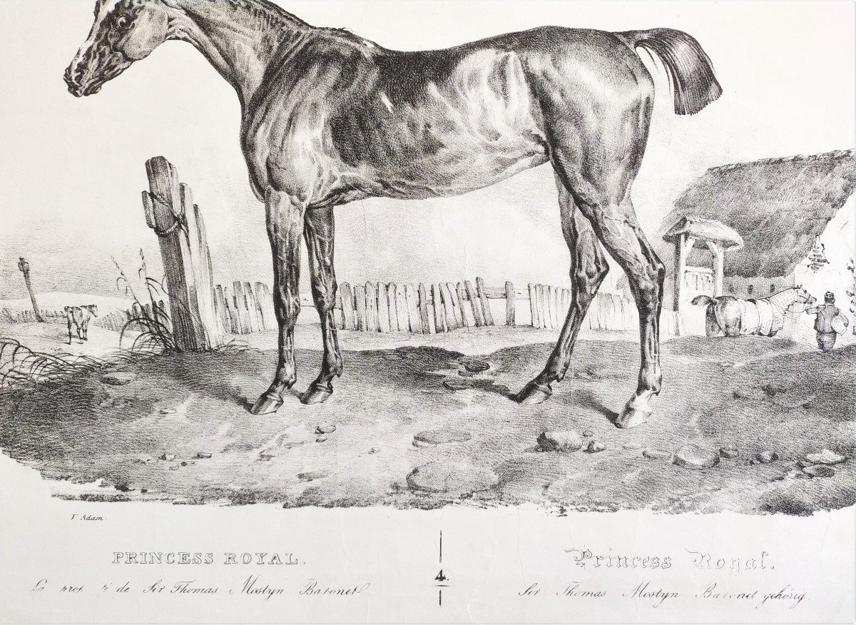 Horse Lithograph By Victor  Adam-photo-3