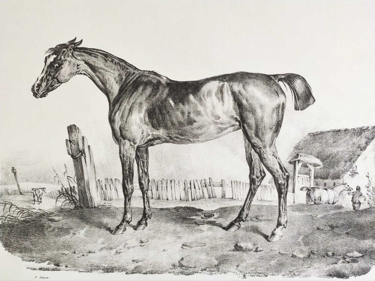 Horse Lithograph By Victor  Adam-photo-4