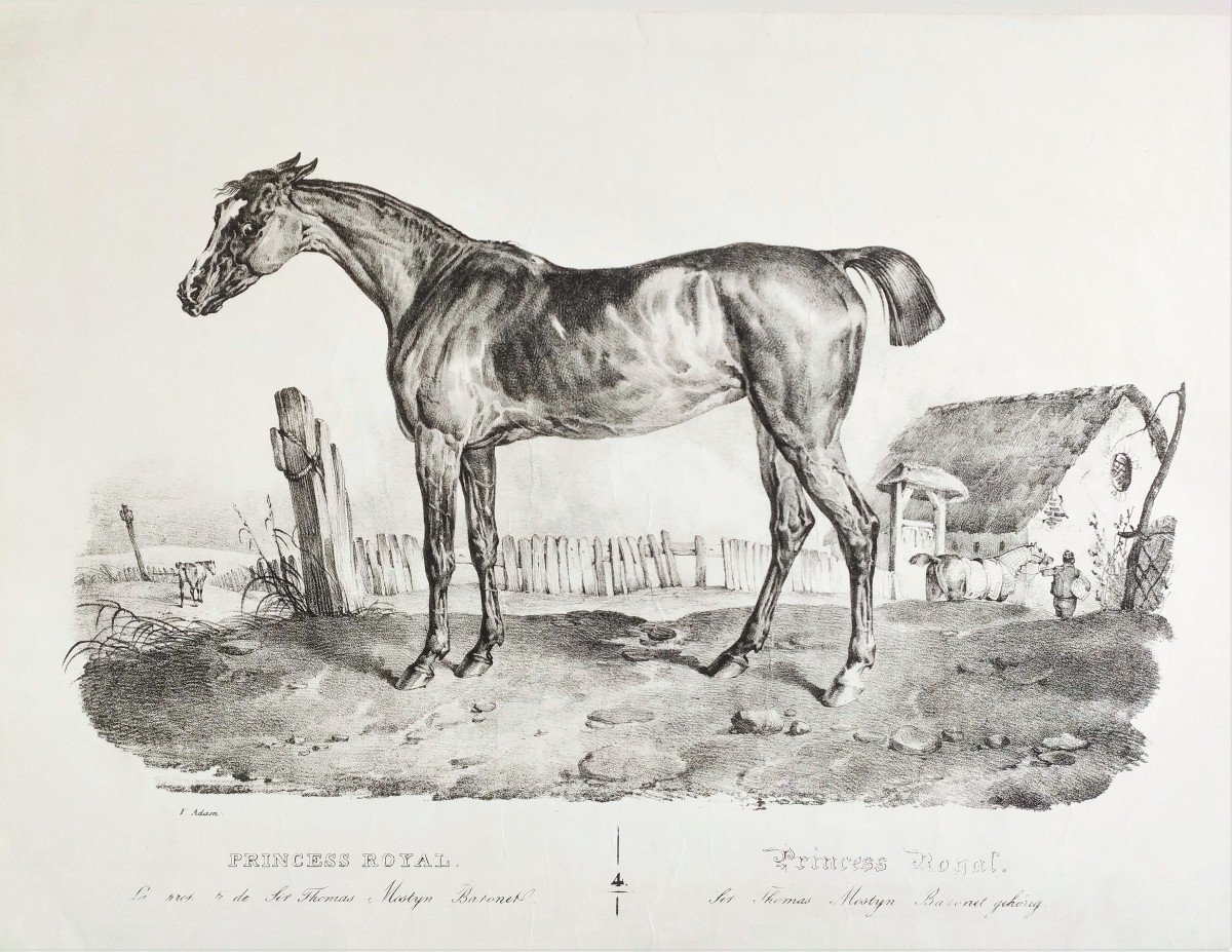 Horse Lithograph By Victor  Adam