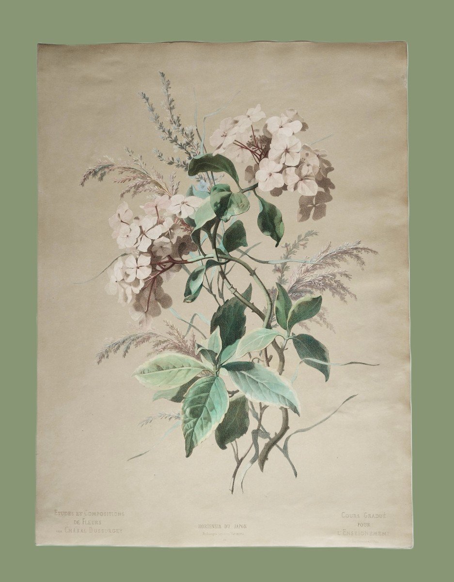 Hortensia Fleurs Grande Lithographie Botanique Aquarellée d'Après Chabal Dussurgey 19ème-photo-2