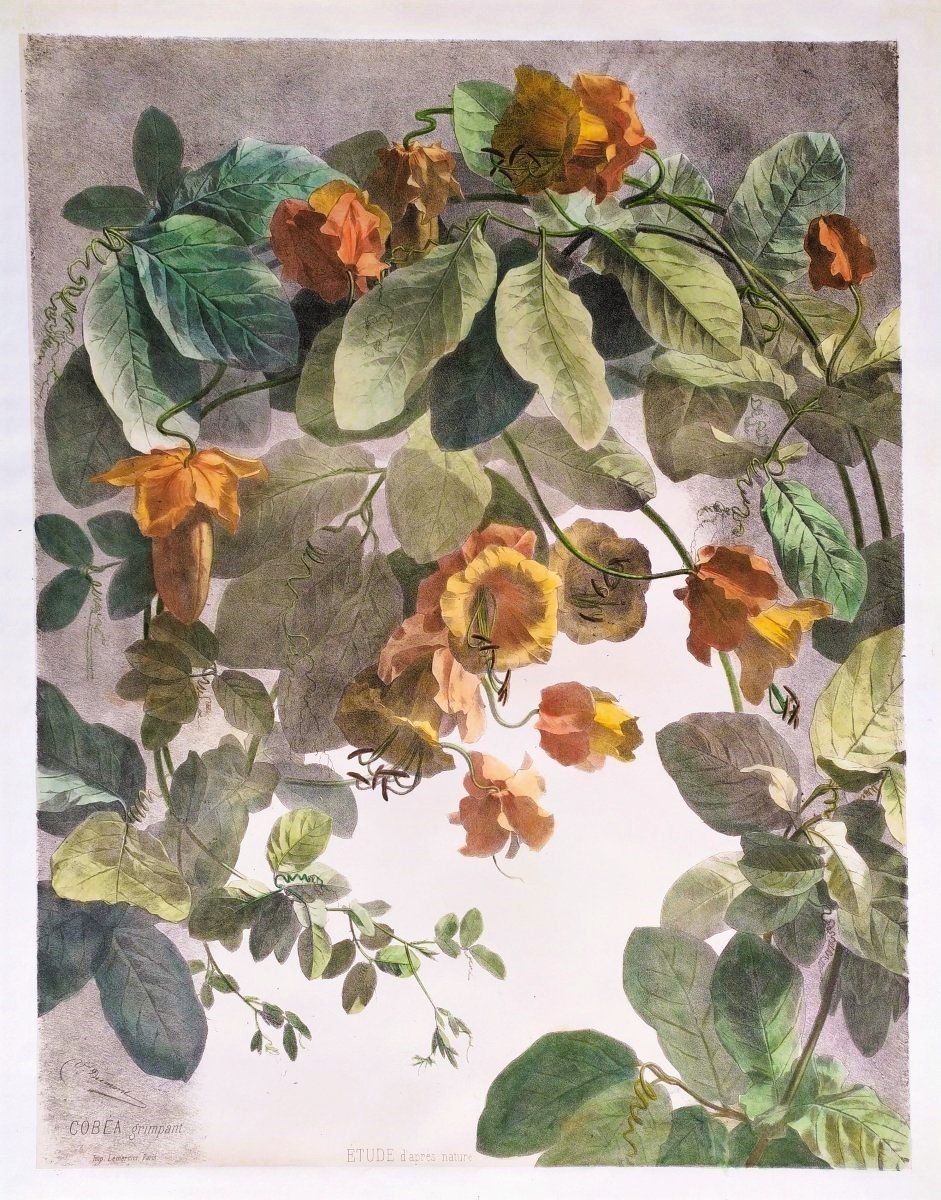 Cobée Grimpante Lithographie Botanique Aquarellée 19ème Fleurs -photo-2