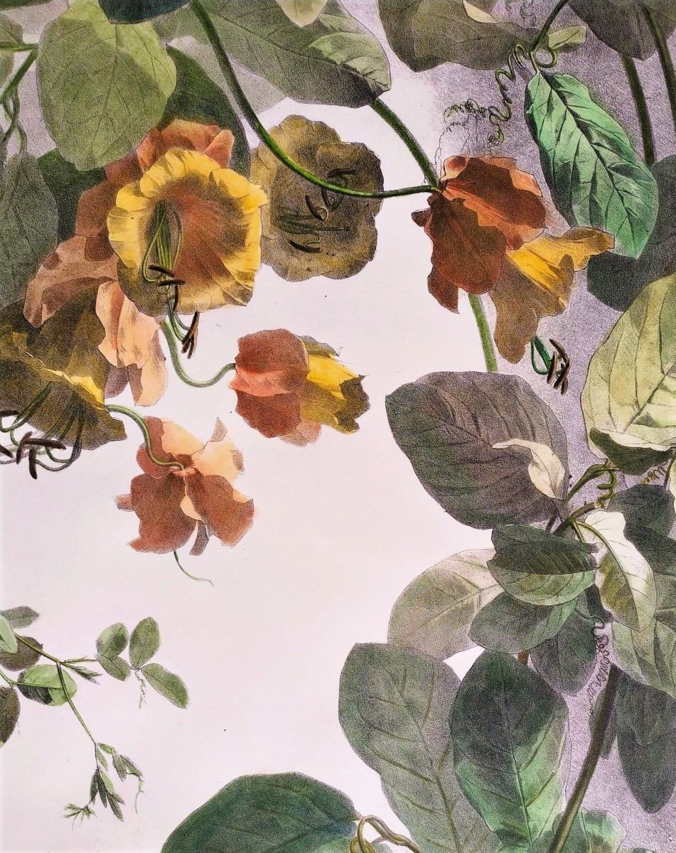 Cobée Grimpante Lithographie Botanique Aquarellée 19ème Fleurs -photo-4