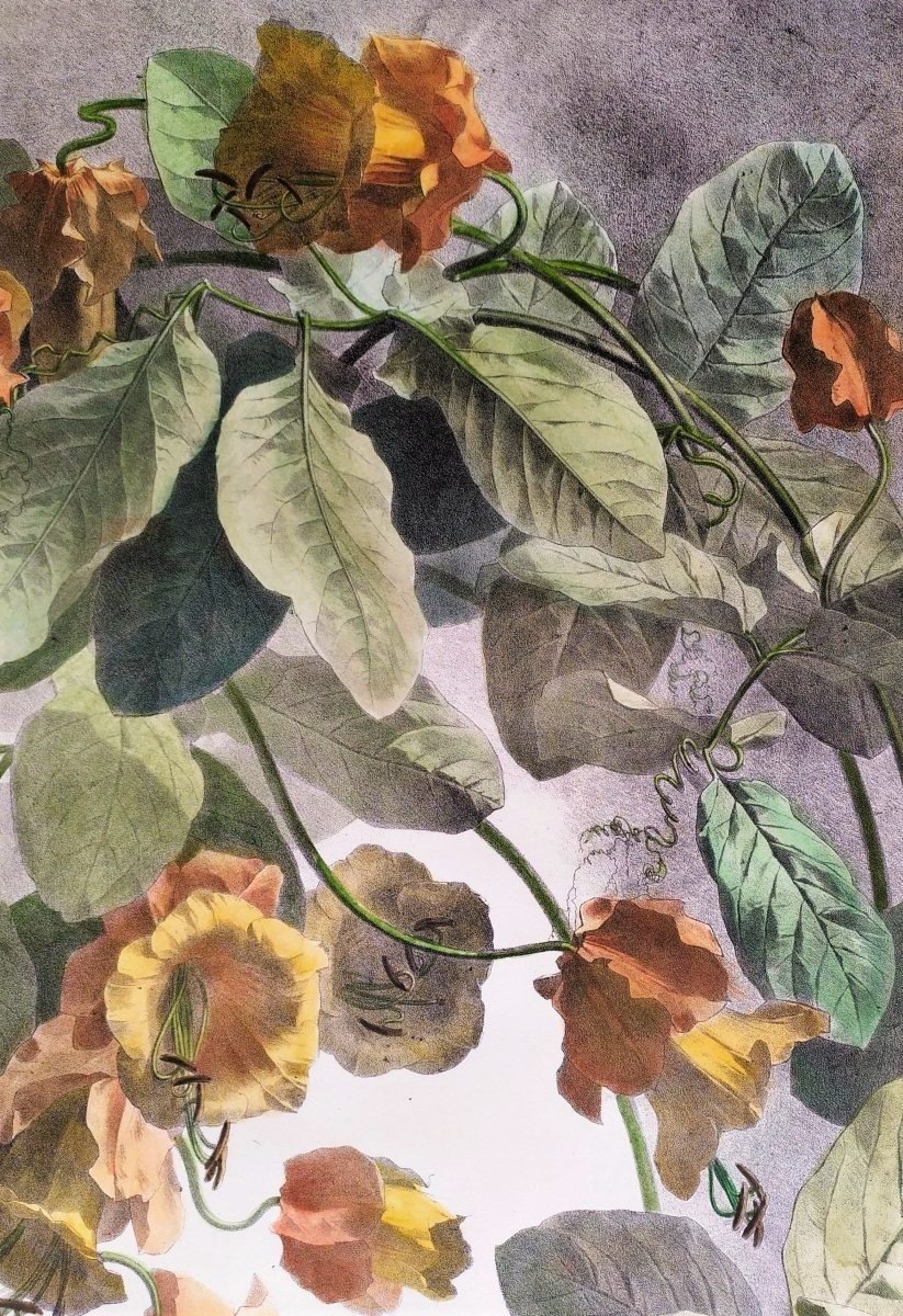 Cobée Grimpante Lithographie Botanique Aquarellée 19ème Fleurs -photo-5