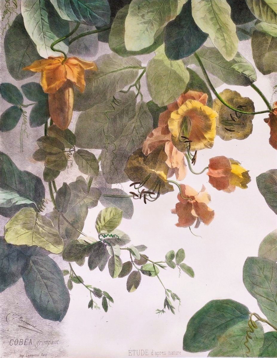 Cobée Grimpante Lithographie Botanique Aquarellée 19ème Fleurs -photo-6